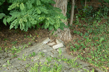 Fototapeta premium baum stamm natur