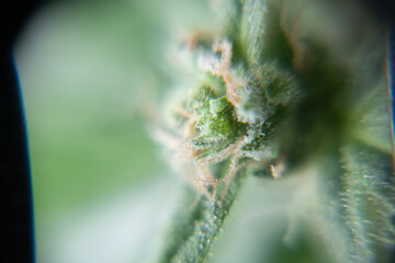 cannabis terpene pflanze droge