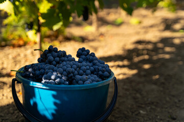 Freshly harvested blue grapes in a vibrant blue bucket resting on the ground, surrounded by lush green vines and soft sunlight filtering through leaves, showcasing the beauty of vineyard produce