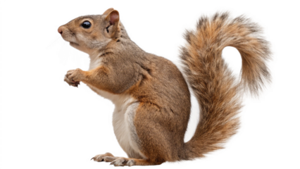 Squirrel, isolated transparent background