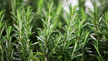Obraz premium intricate macro textures of fresh rosemary natural environment botanical photography high resolution close up view