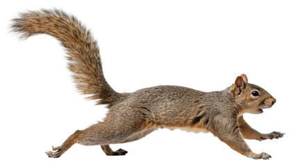 Squirrel, isolated transparent background