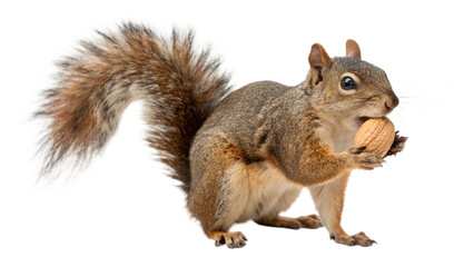 Squirrel, isolated transparent background