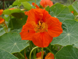 Ant on Bright Orange Nasturtium Flower