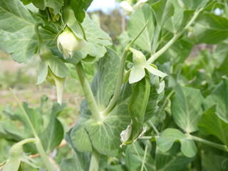 Young Pea Pod and Flowers on Pisum Sativum Plant