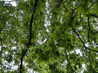 View of the Sky Through a Lush Green Oak Tree Canopy