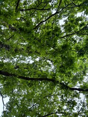 Looking Up Through a Dense Green Tree Canopy