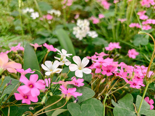 Obraz premium Pink and White Oxalis Flowers in a Green Garden