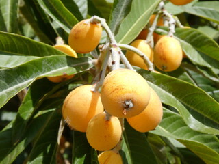 Loquat Fruits (Eriobotrya japonica) on Tree in Sunlight