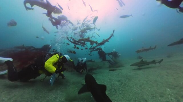 Diving with sharks in Japan. Okimae Ne Reef. 