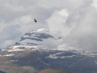 Soaring Bird Over Snowy Mountain Peak- Monte Perdido