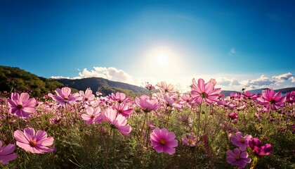 vibrant pink cosmos flowers blooming under a bright sunny sky