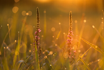 Rózówe kwiaty na łace w rosie, tło natury