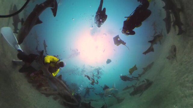 Diving with sharks in Japan. Okimae Ne Reef. 
