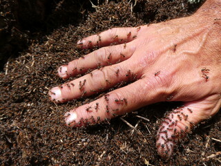 Human Hand Immersed in Swarming Ants on Forest Floor