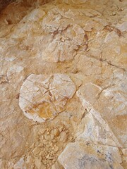 Fossilized Sea Urchin in Sedimentary Rock