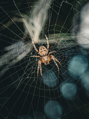 Macro spider on web with cinematic lighting