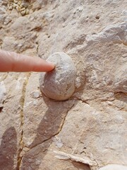 Pointing at Fossilized Sea Urchin in Sedimentary Rock