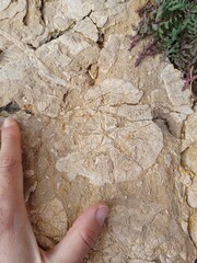 Echinoid Fossil in Limestone Rock with Human Hand for Scale