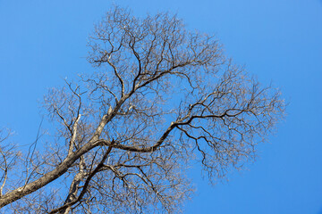 Bare Tree Branches Against Clear Bright Blue Sky in Winter Season