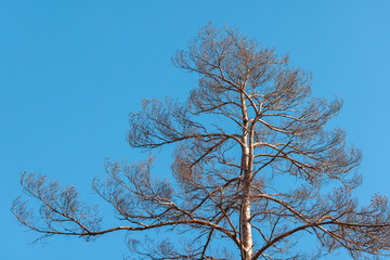Tall Bare Tree Against a Clear Blue Sky in Daylight