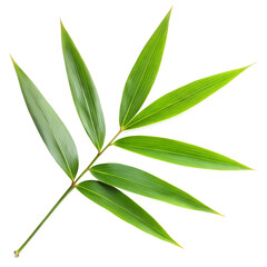 Fototapeta premium Green bamboo leaf isolated on transparent background