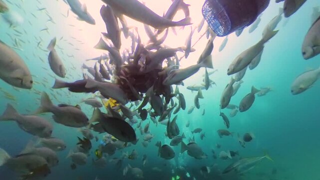 Diving with sharks in Japan. Okimae Ne Reef. 