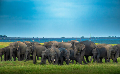 Sri lankan asian elephant tuskers and herd of elephants roaming around national parks of sri lanka. Small tuskers and big tuskers together.