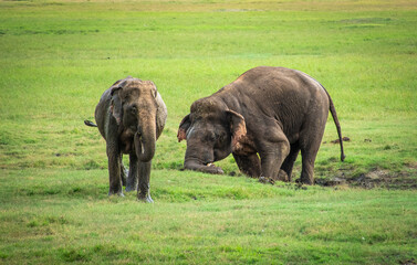 Sri lankan asian elephant tuskers and herd of elephants roaming around national parks of sri lanka. Small tuskers and big tuskers together.