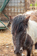 Fluffy pony with unkempt mane looking down quietly in front of rural fence and stable setting