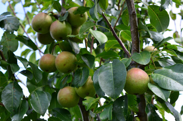pear tree with a bunch of ripe pears close up