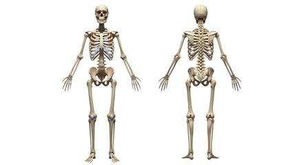 Detailed 3D Render of a Human Skeleton, Front and Rear View
