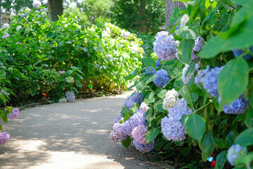 Beautiful Garden With Hydrangeas And