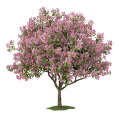 Fototapeta premium Vibrant Lilac Blossom Tree with Rich Green Foliage in Spring