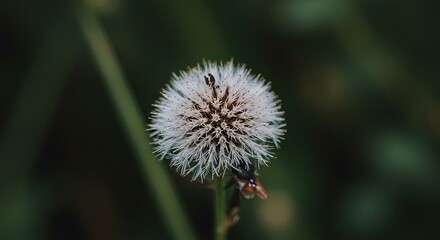 Close-up of dandelion flower with green blurred background