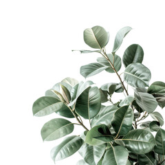 Obraz premium Lush Green Leaves with Glossy Texture on Isolated Background