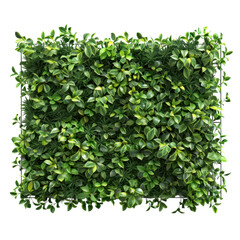 Fototapeta premium Lush Green Foliage Wall with Vibrant Leaves for Interior Design