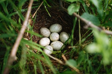 Bird eggs nestled in a woven nest, surrounded by grass and twigs