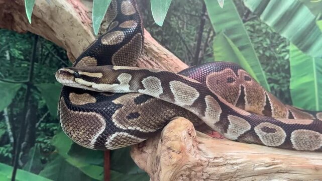 Royal Python Video
