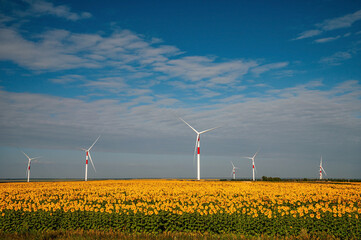 wind turbines in the wind park under construction in the Samara region in the sunflower field