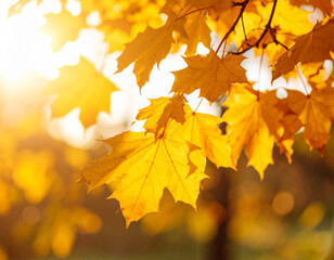 Fototapeta premium Golden Maple Leaves Swaying in the Autumn Sunlight