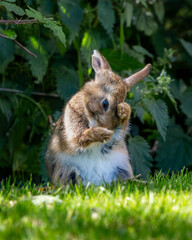 Rabbit is sitting in the grass and it is cleaning itself