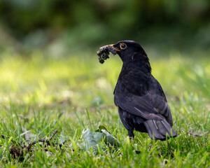 Black bird is standing in a grassy field, eating a bug