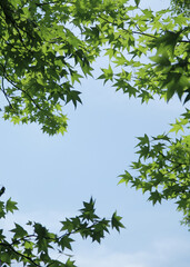 from below view of orange maple leaves with sun shine