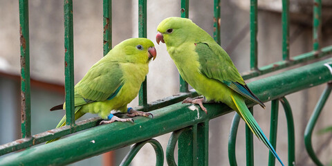 Two green parakeets perched side by side on a weathered green metal railing. The birds showcasing their bright, lush green plumage with subtle hints of yellow on their chest and faces.