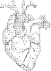 Halftone anatomical heart illustration in black and white, scientific concept art