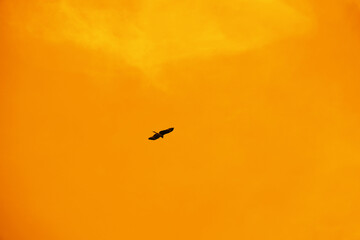 kite bird flying in the orange sunset sky