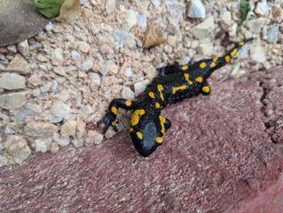 A vibrant fire salamander traverses rugged terrain, symbolic of change and resilience, evoking World Biodiversity Day and Salamander Awareness Week