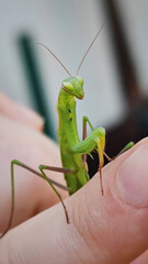 Whimsical praying mantis perched with poise on fingertip, evoking Insect Awareness Week and odd serenity of Bug Fest