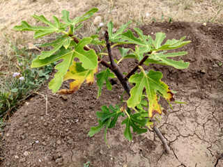 Emerging fig sapling on cracked earth, symbolizing renewal during Noche de los Rabanos, embodying resilience and botanical mystery